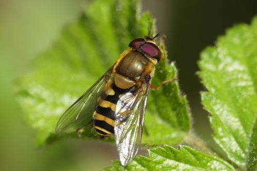Réf. 280 812 : Syrphus vitripennis